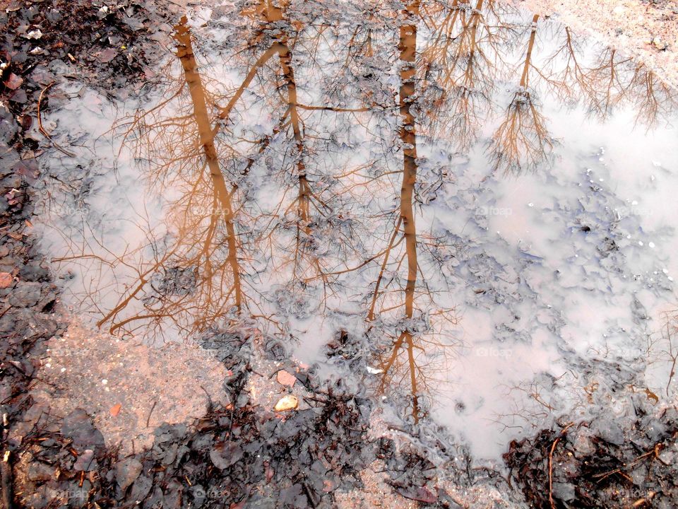 High angle view of bare tree reflected on lake