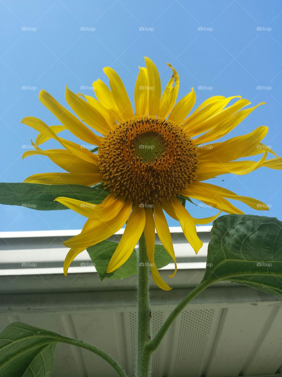 self planted sunflower