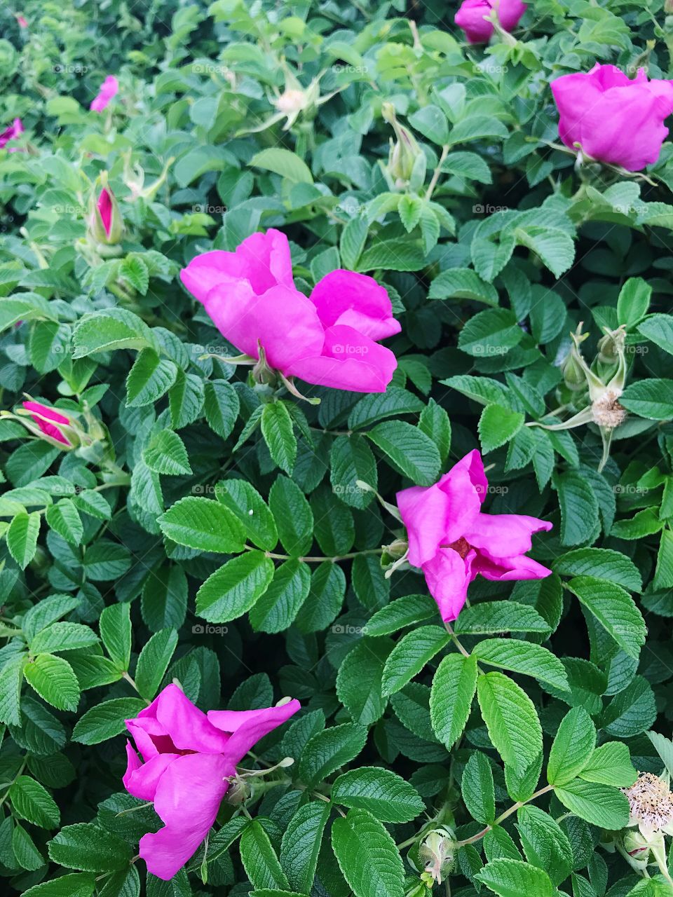 Summer blossom garden pink dog roses flowers 