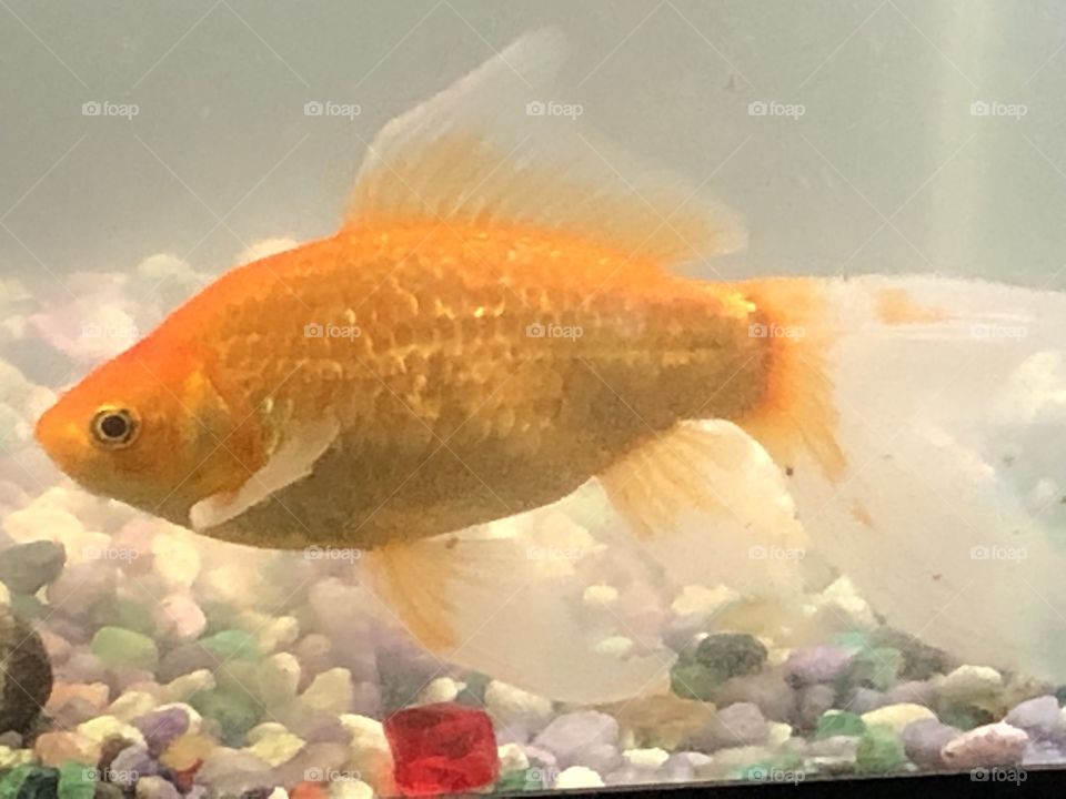 Fancy the pet goldfish