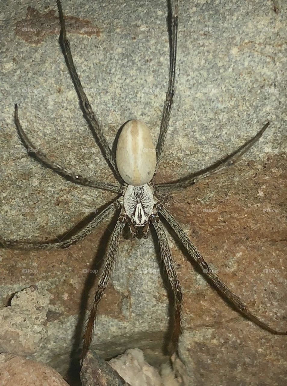 Desertshrub spider