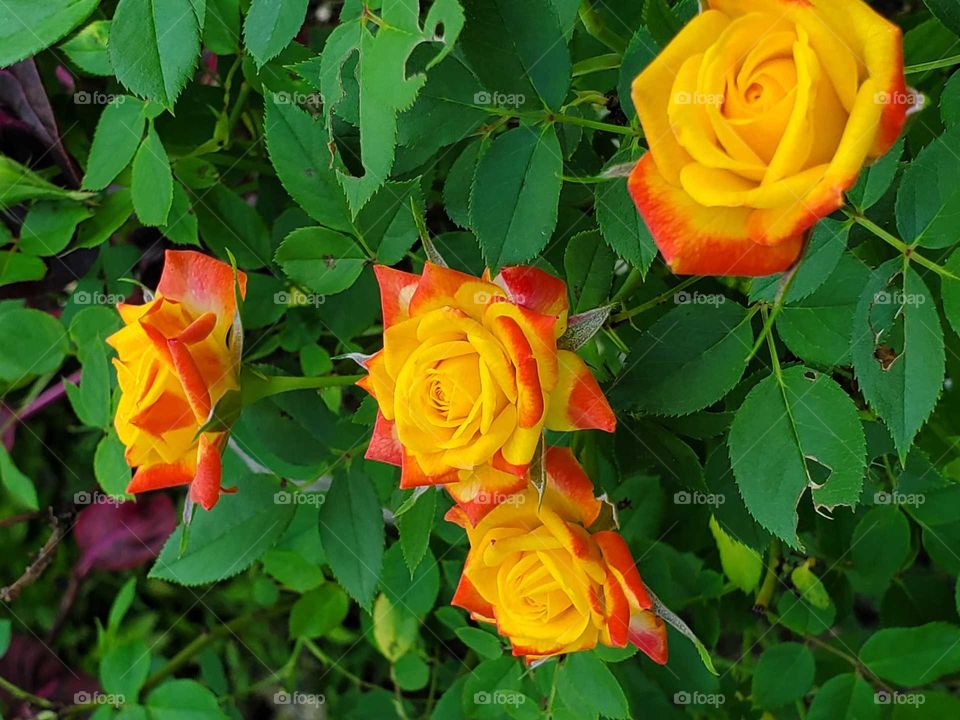 exotic roses