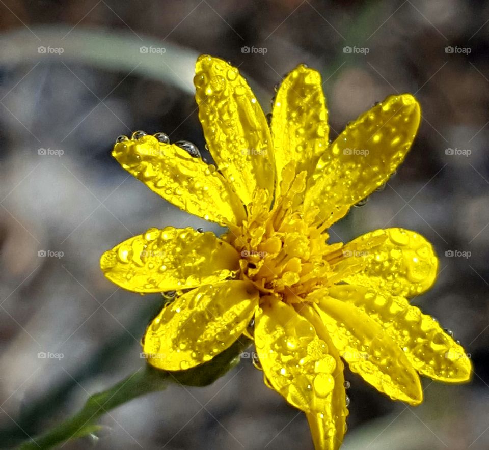 Nature, Flower, Leaf, No Person, Flora