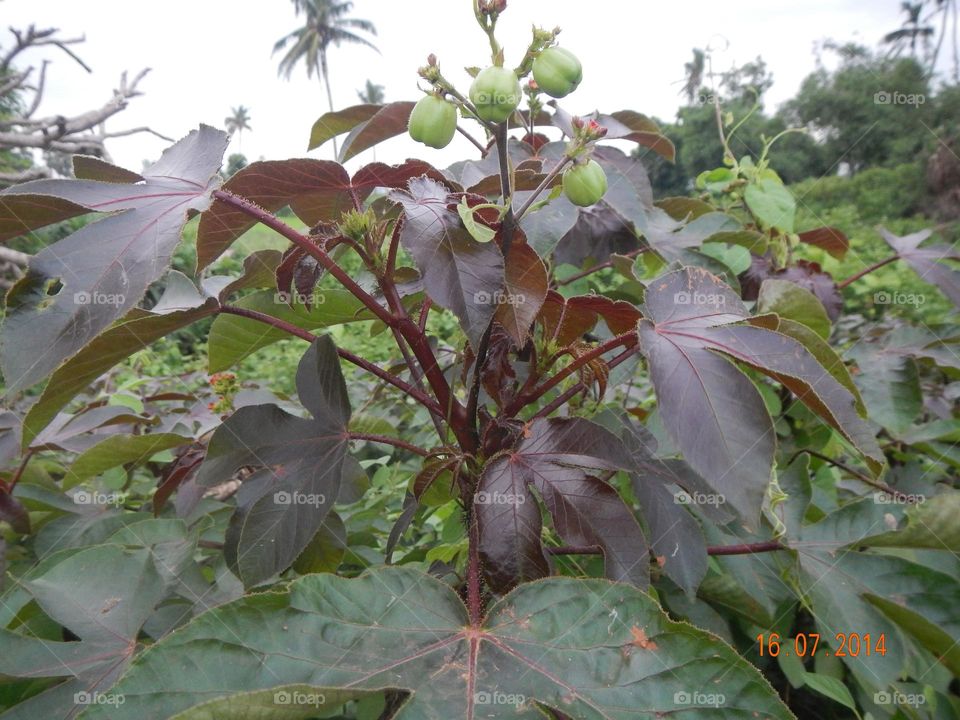 Veranda plant