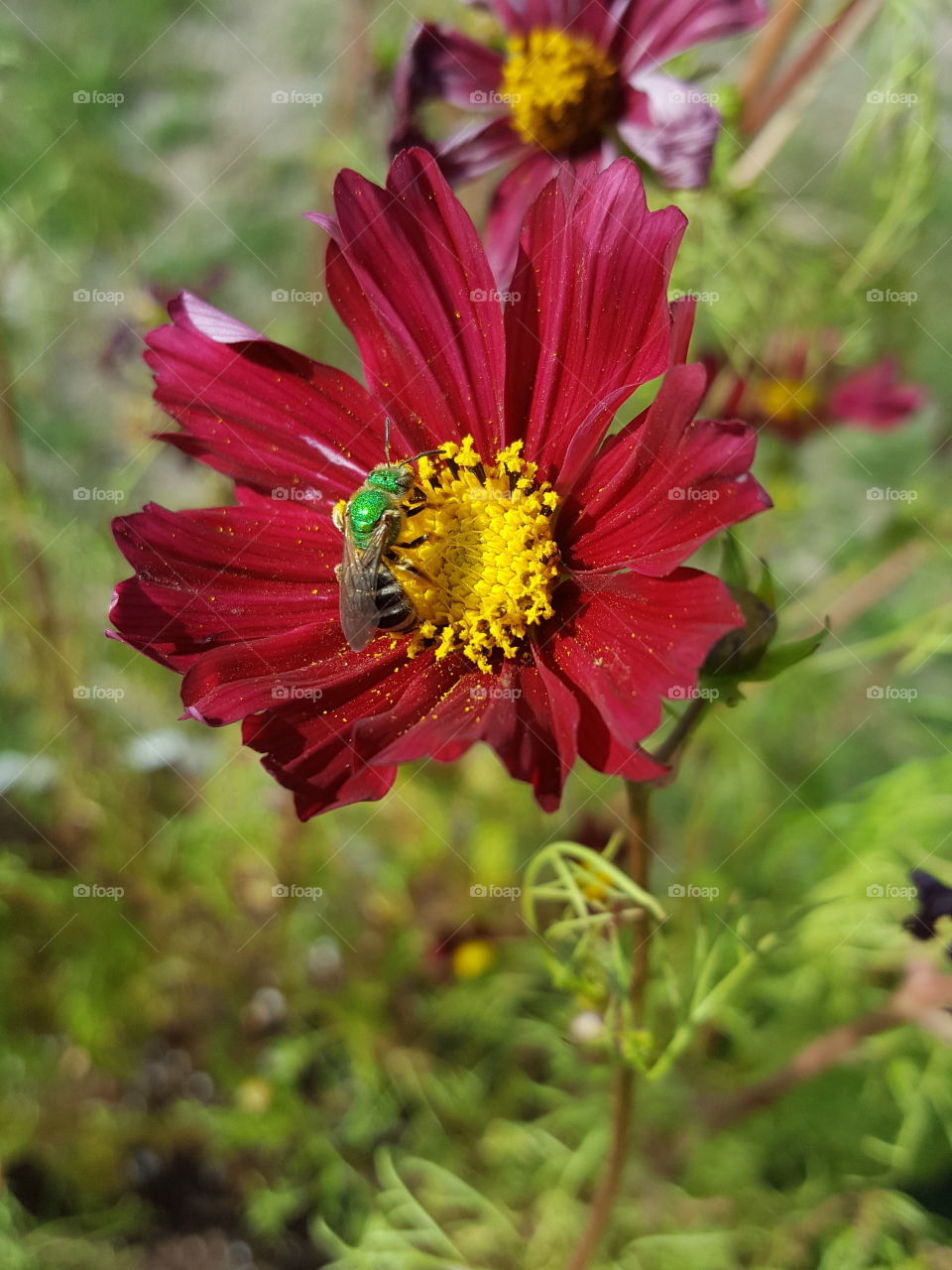 pollen