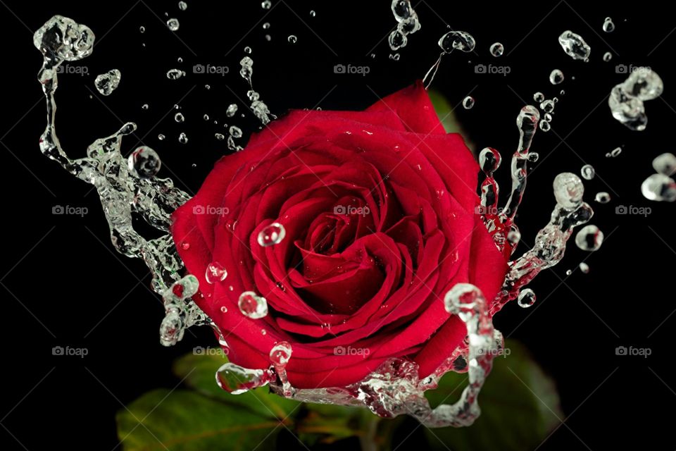here a Rose with water aquí una flor con agua