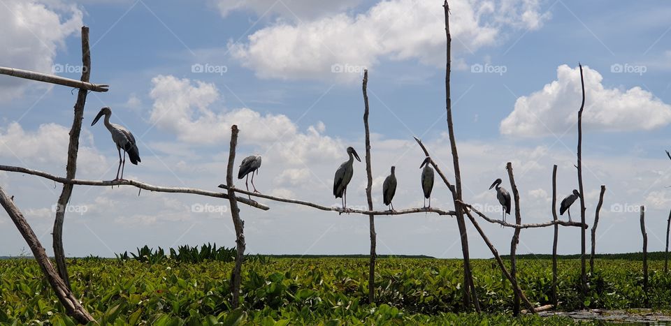 Egret At Thalay Noi Waterfowl Park In Phatthalung Thailand.