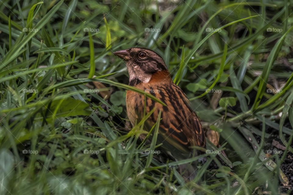 Sparrow is looking for fodder in the grass