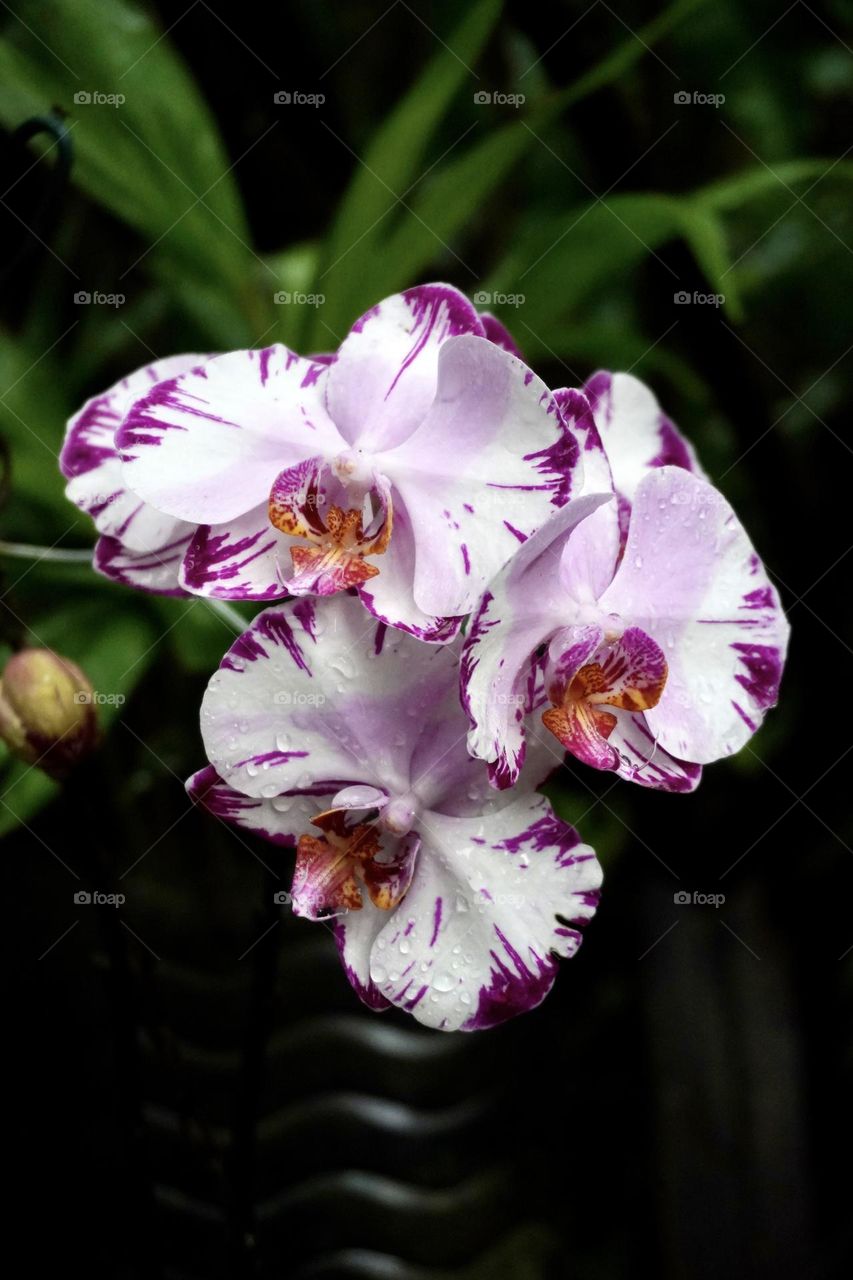 Purple Phalaenopsis orchid
