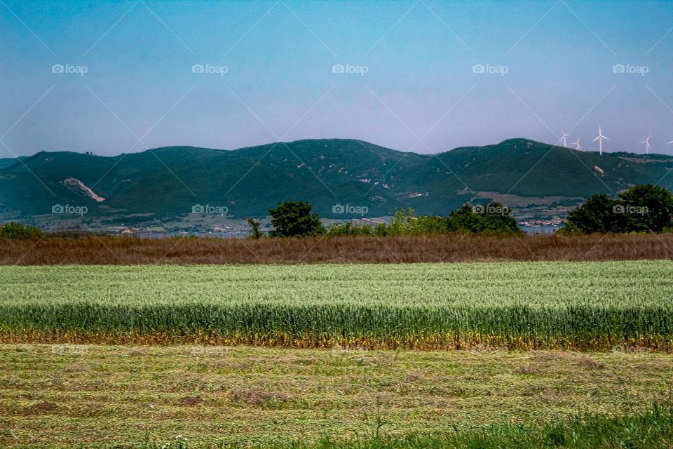 A corn field landscape near Golubac fort,  in The Serbia state