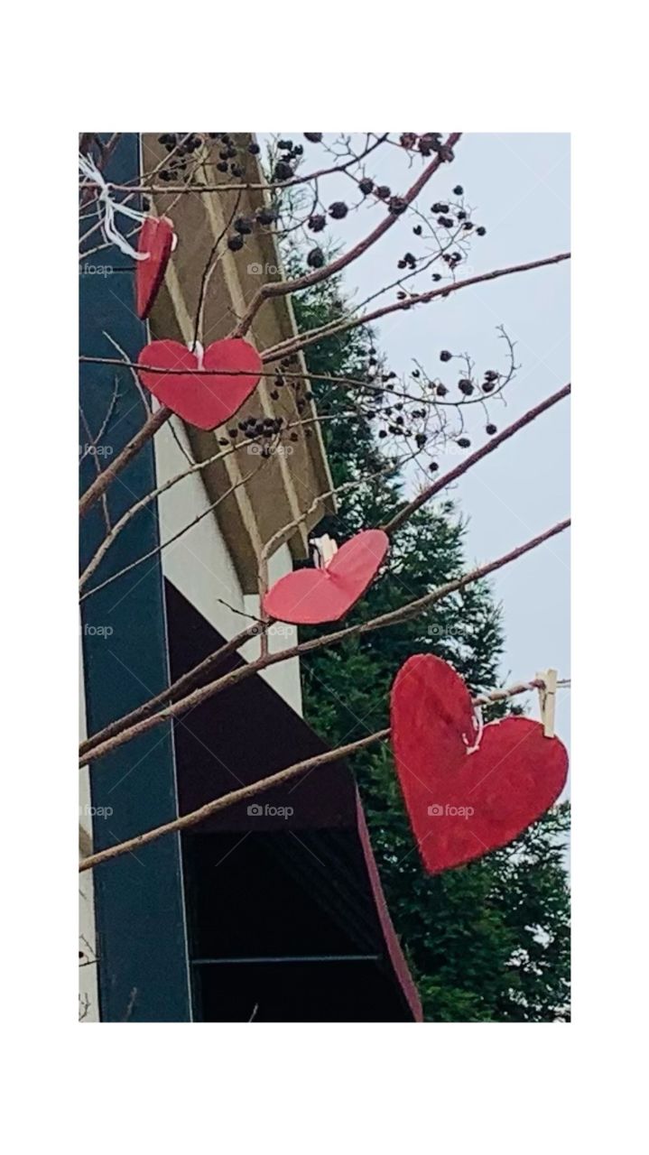 Heart shaped Valentine’s Day decorated in the tree - wooden Valentine’s Day hearts in the tree 