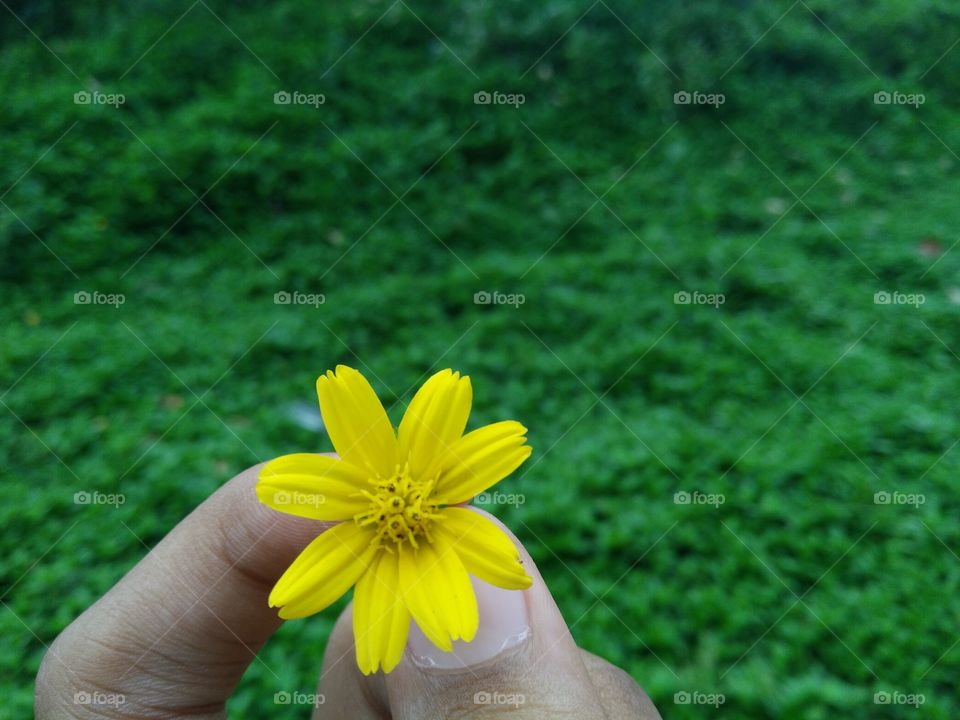 Yellow flower within