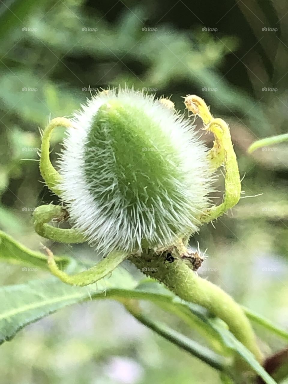 Plants around everywhere, Countryside ( Thailand 🇹🇭