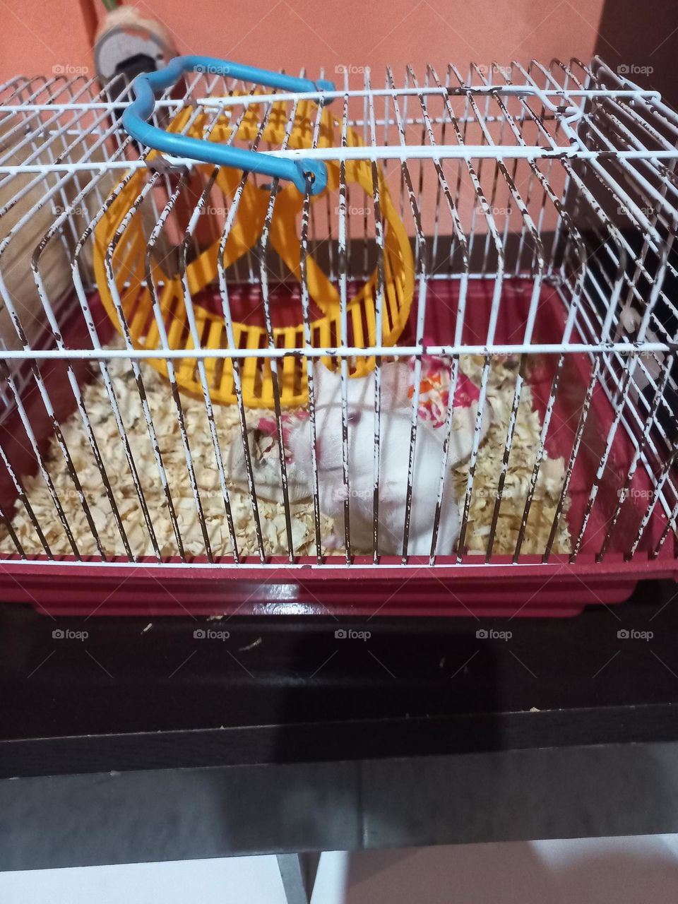 Hamster é um pequeno animal amigável, dócil,  animado e muito fácil de cuidar. Isso  faz , com que frequentemente  seja o presente ideal para as crianças e adultos.