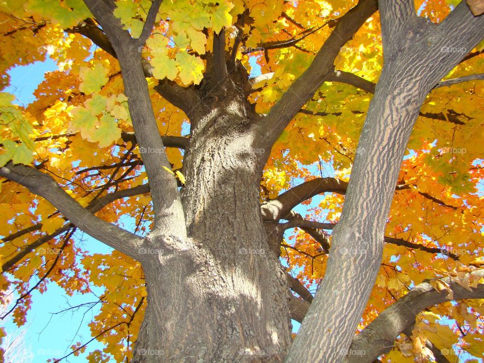 Fall Hard Maple Tree