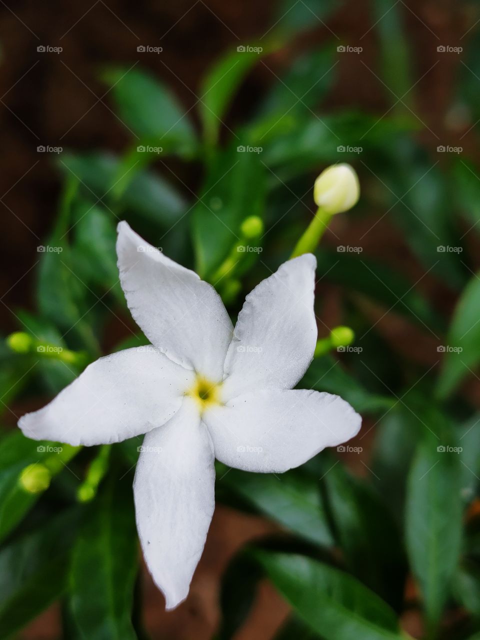 flowers in the garden