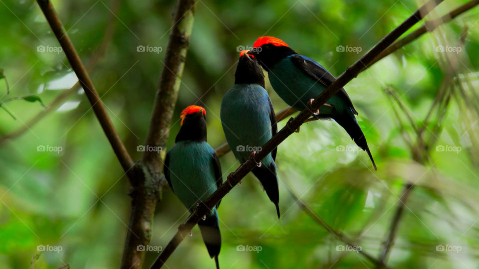 Birdwatching nella foresta pluviale