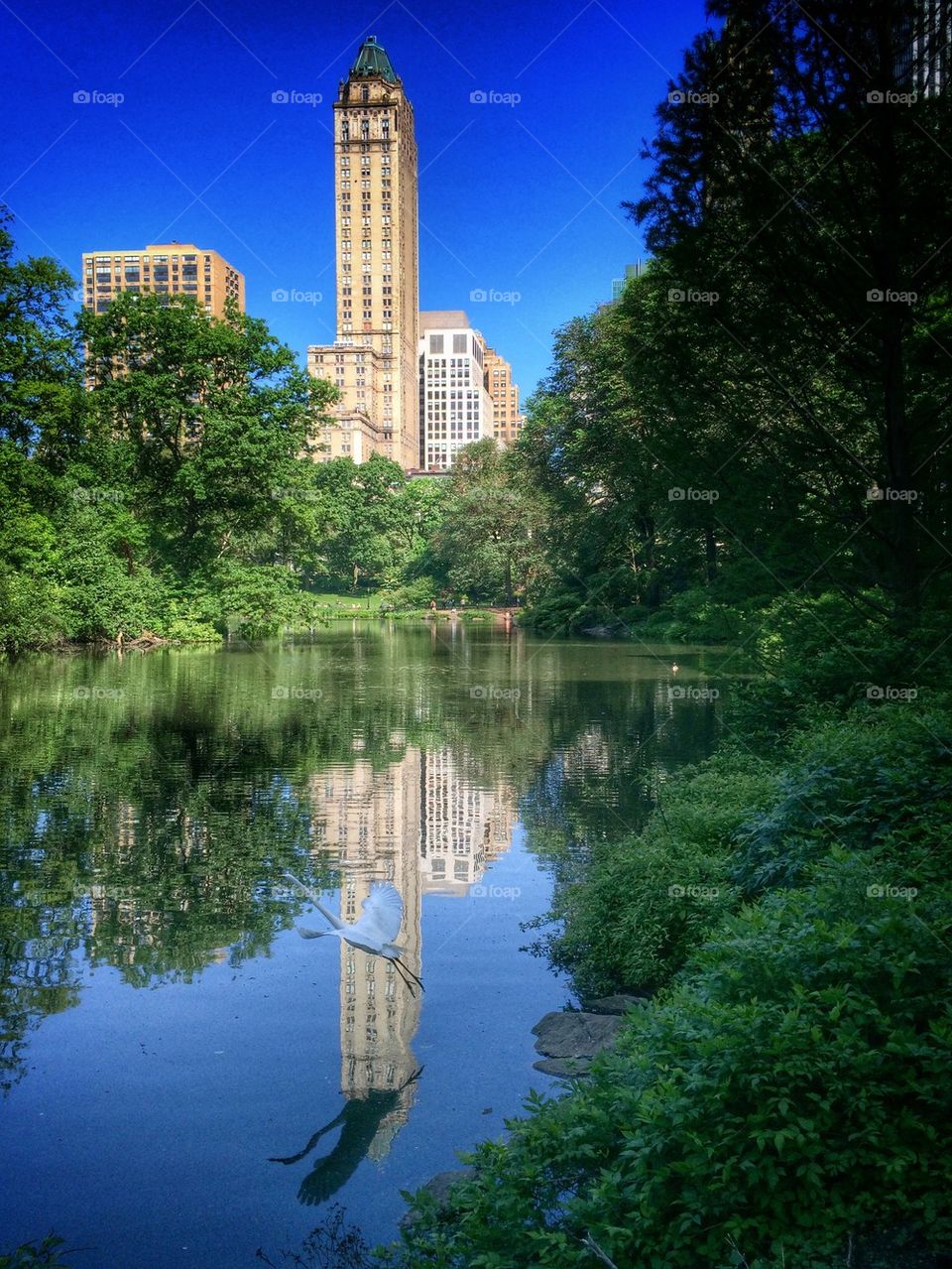 Heron in Central Park 