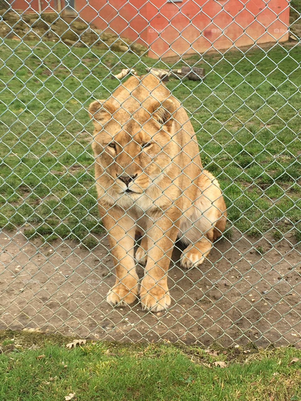 Lion through the fence 
