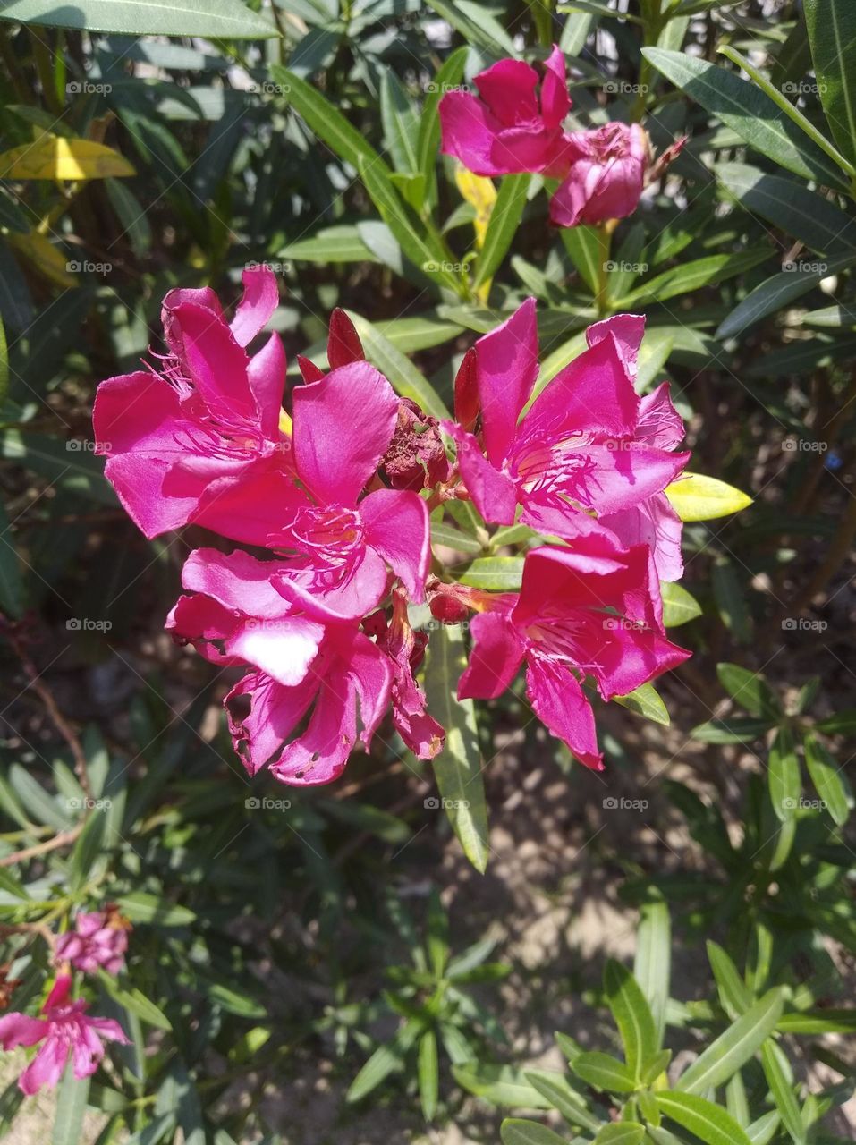 pink flower seasonal fresh shurb small size shurb looks very beautiful generally found everywhere