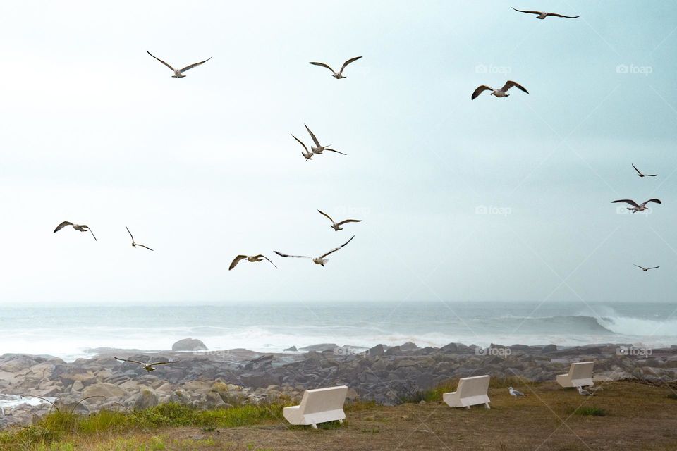 white benches and seagulls on the coast of the atlantic ocean