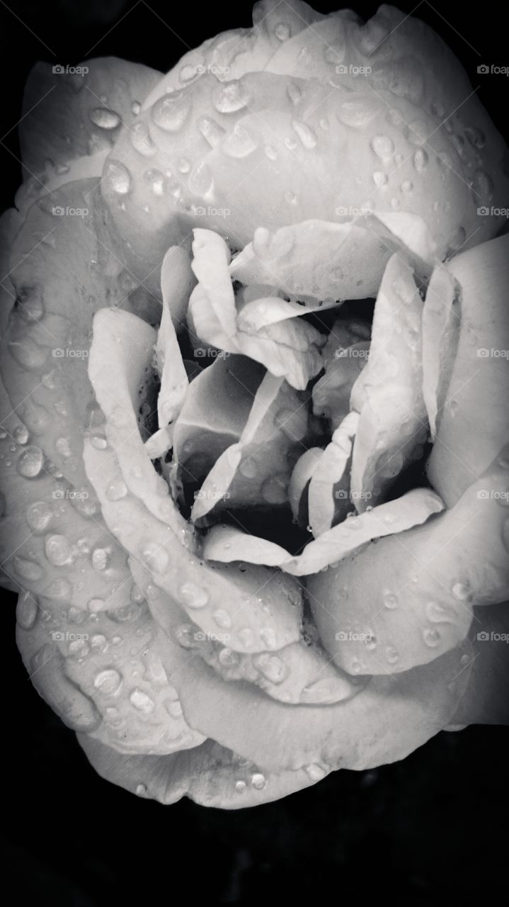 Rainy rose