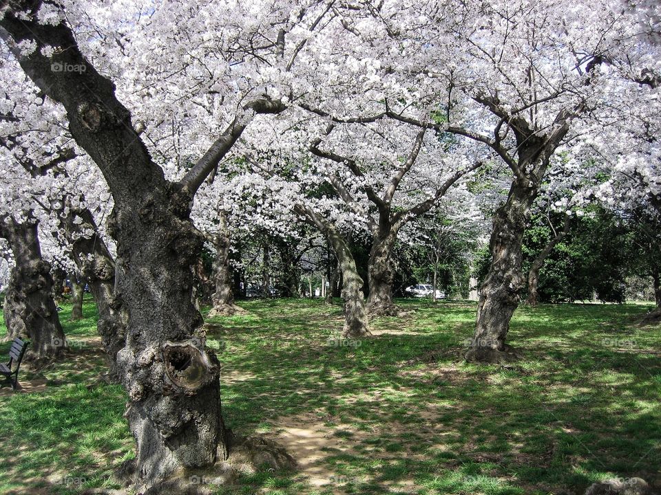 View of cherry blossoms tree