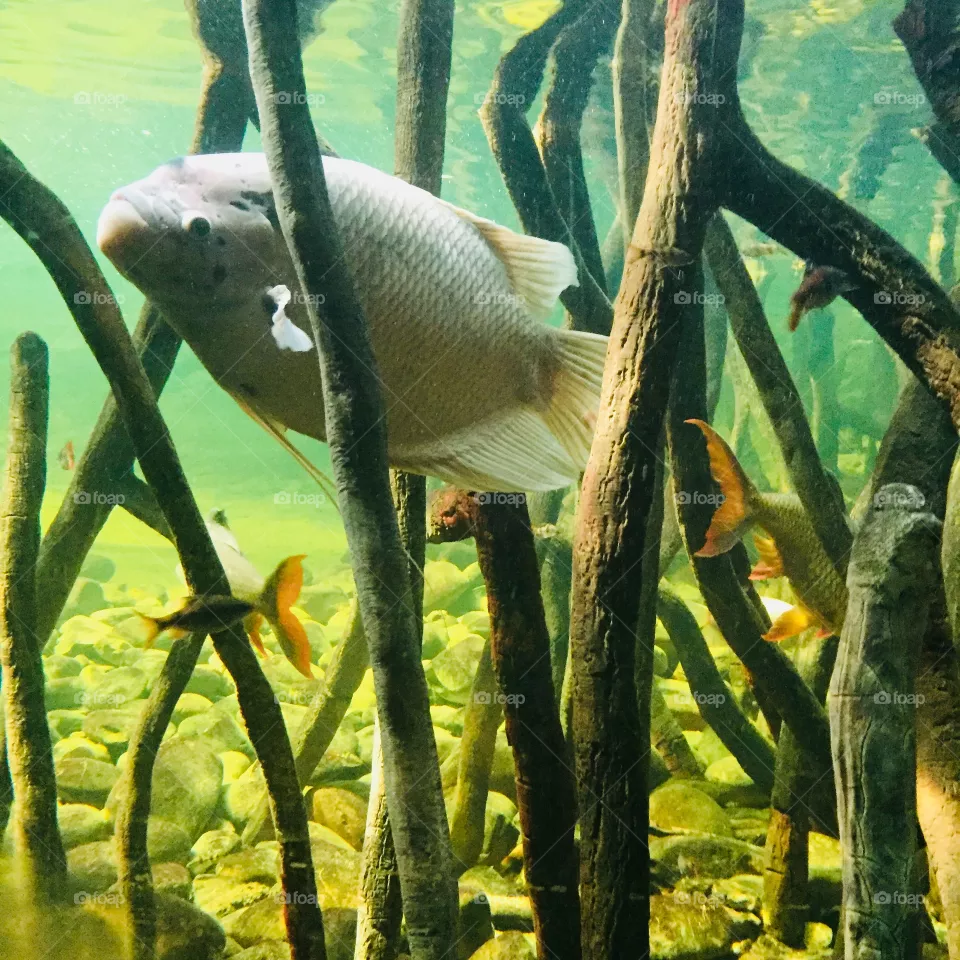 🐟🐟🐟