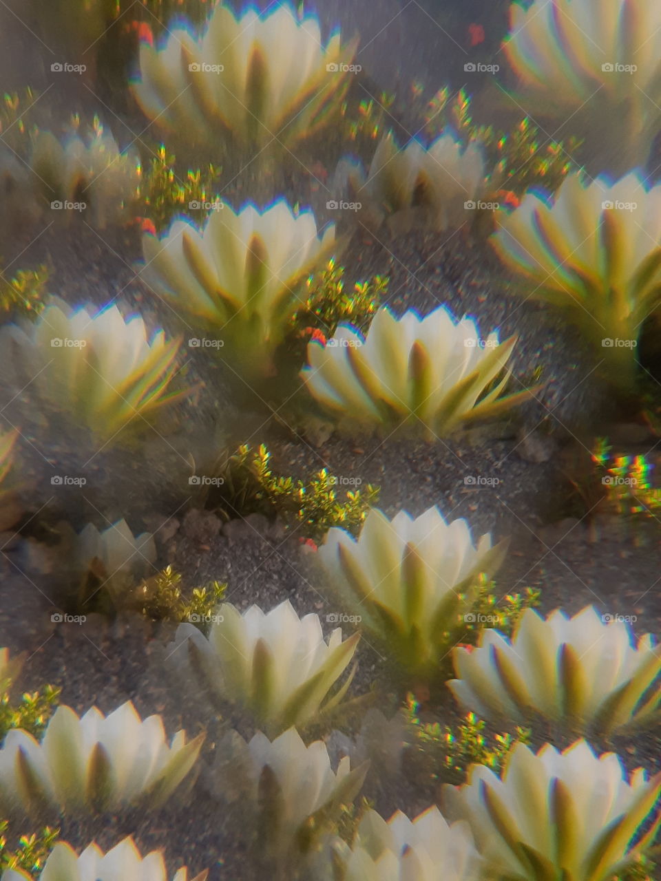 kaleidoscope of cactus flower (Thailand)