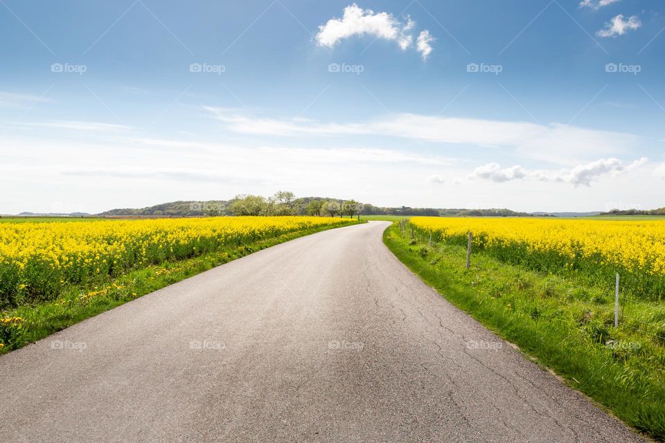 Asphalt road between two beautiful yellow blooming rapeseed field on the Swedish countryside 