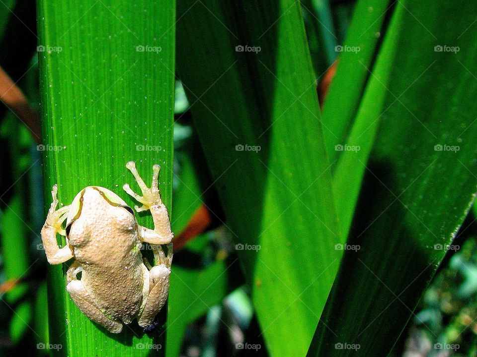 Pacific chorus frog 