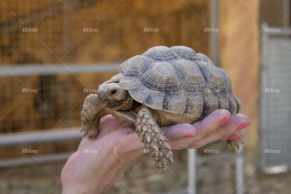 Small African turtle on the female hand 