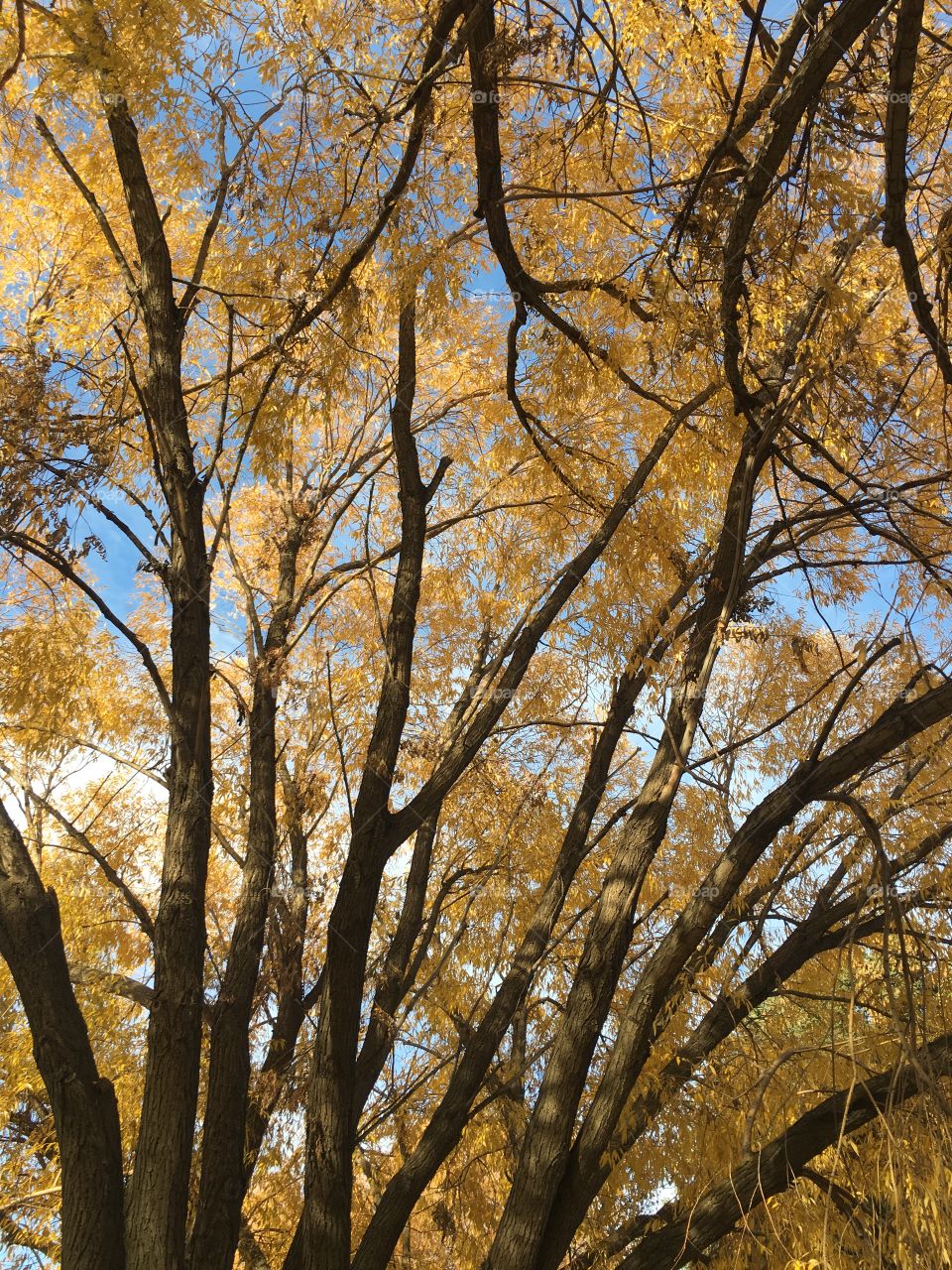 Golden Autumn leaves on tree