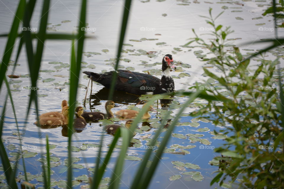 Duck and ducklings swimming on lake