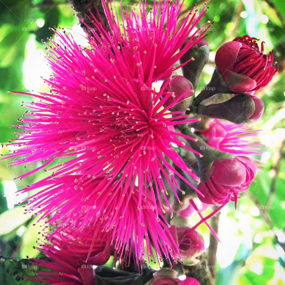 Pink fruit flower