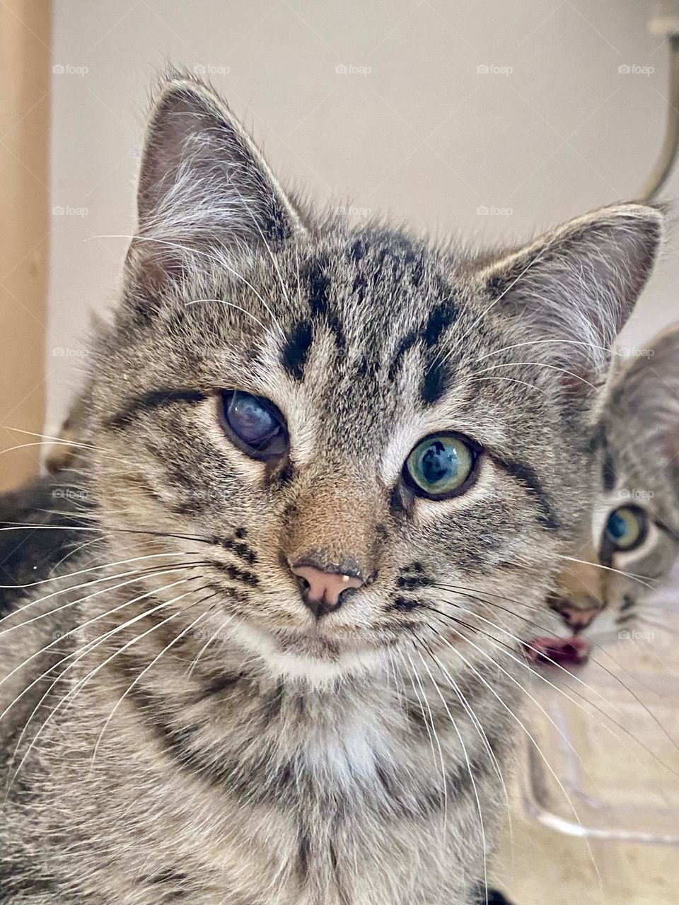One kitten photobombing another kitten
