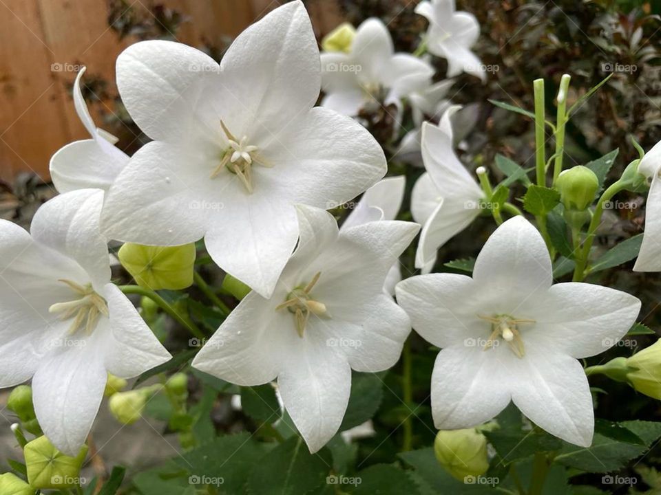 white balloon flowers