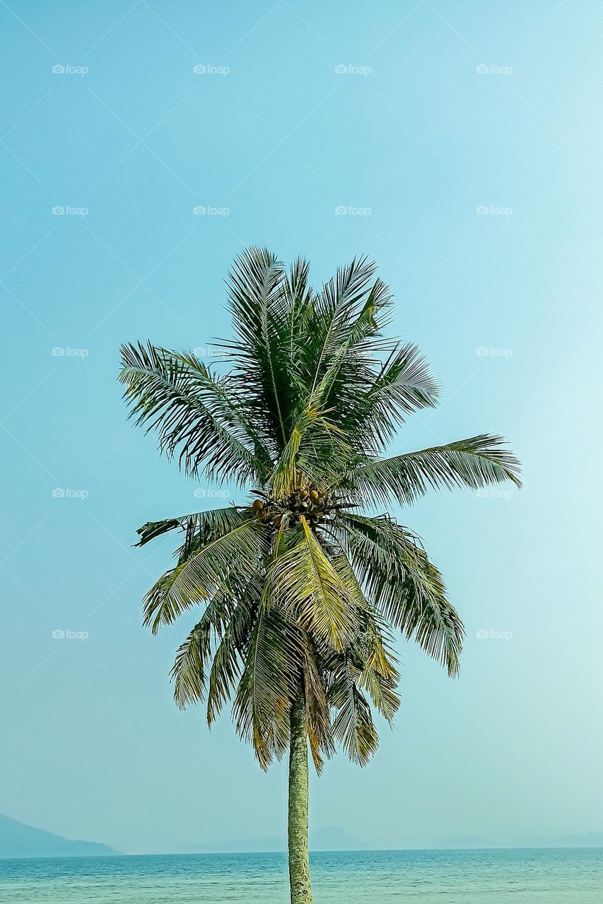 Coconut trees on the beach in close-up angle view