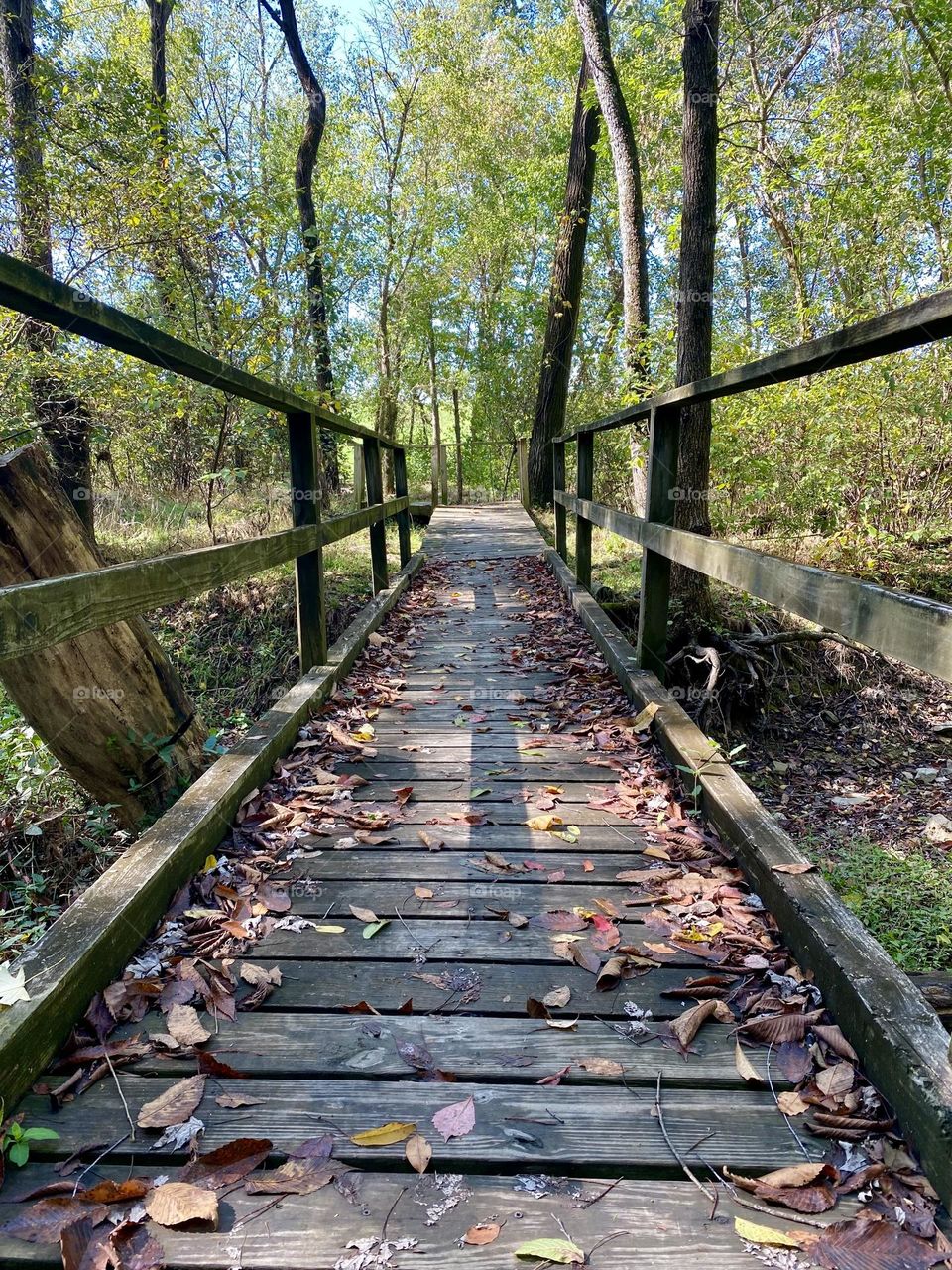 A wooden bridge covered in fallen leaves in the woods
