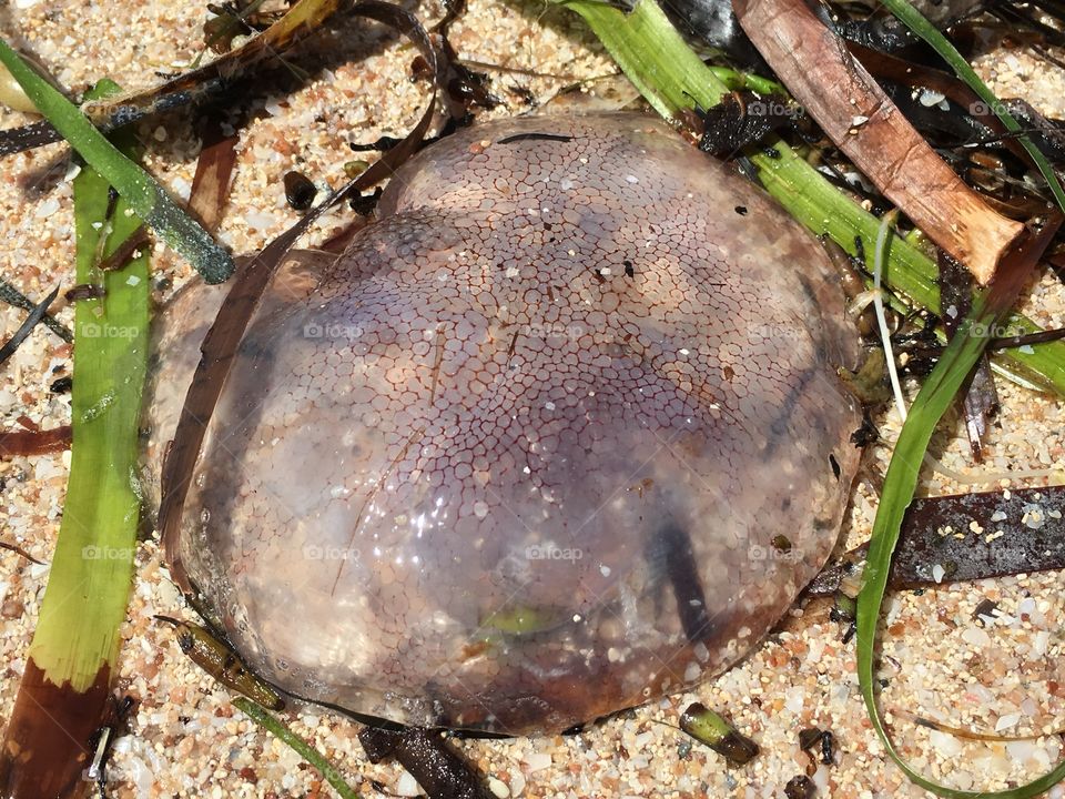 Jellyfish at low
Tide ocean 