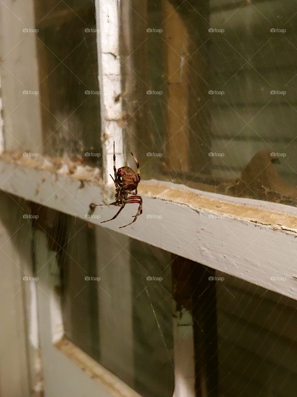 Gaurdian of the window