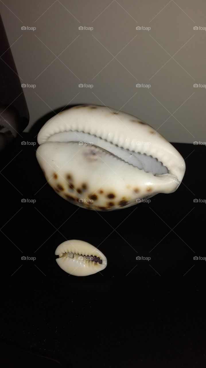 small shell and big shell