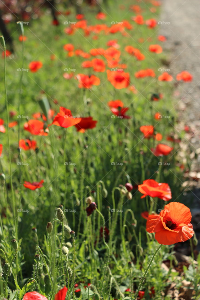 Pretty red poppies in a field