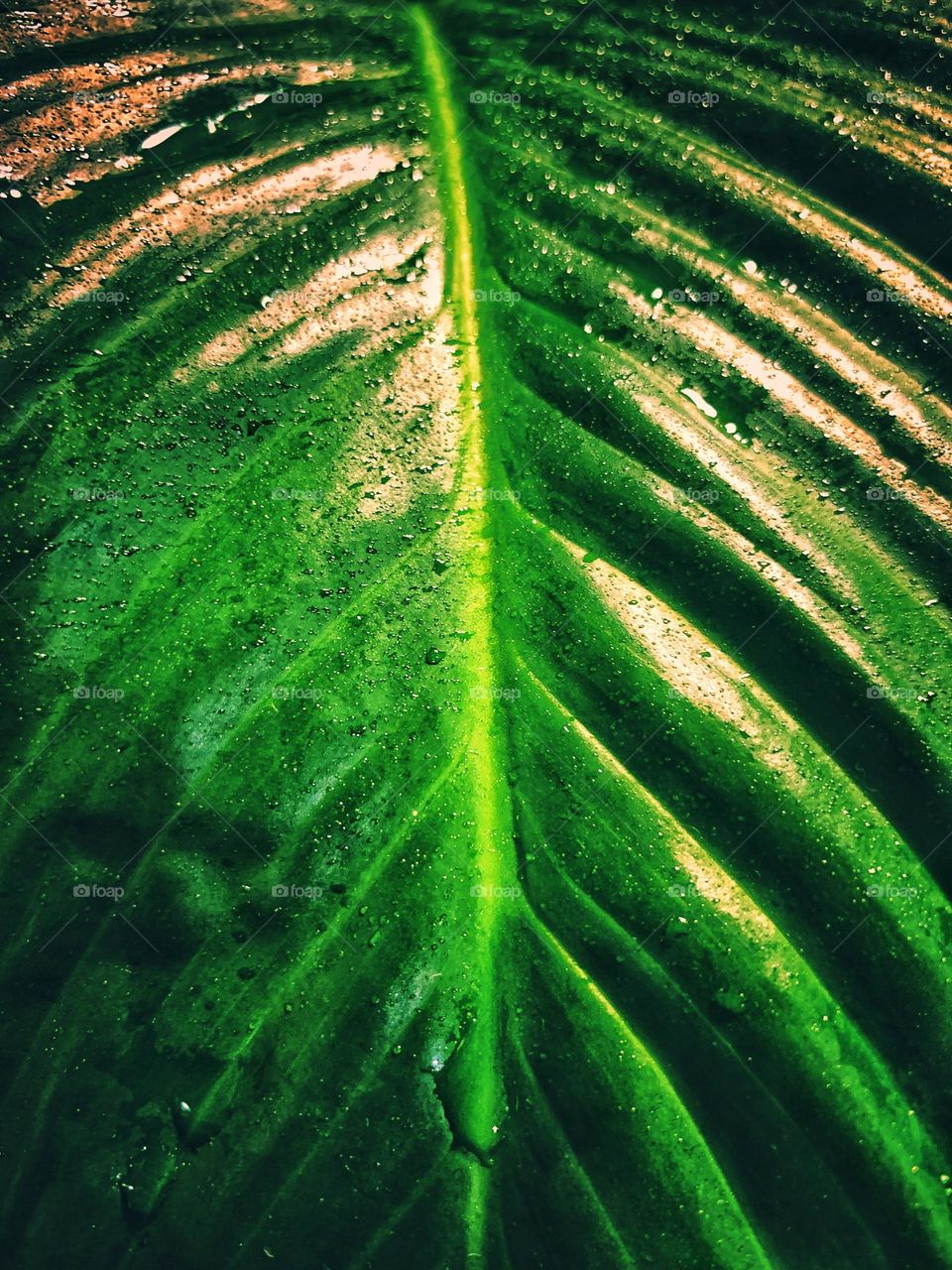 Close up big green leaf.