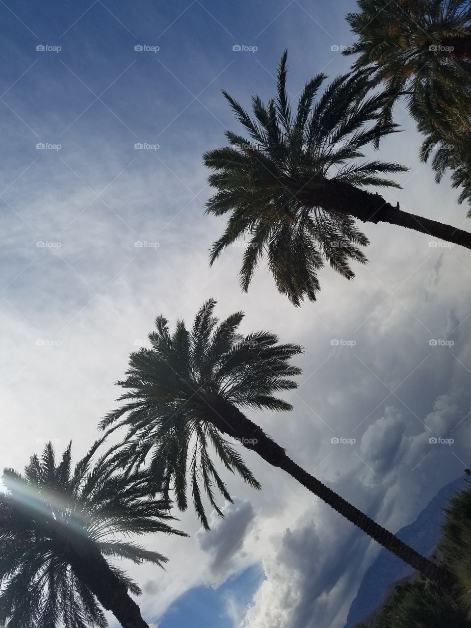 cloudy palms