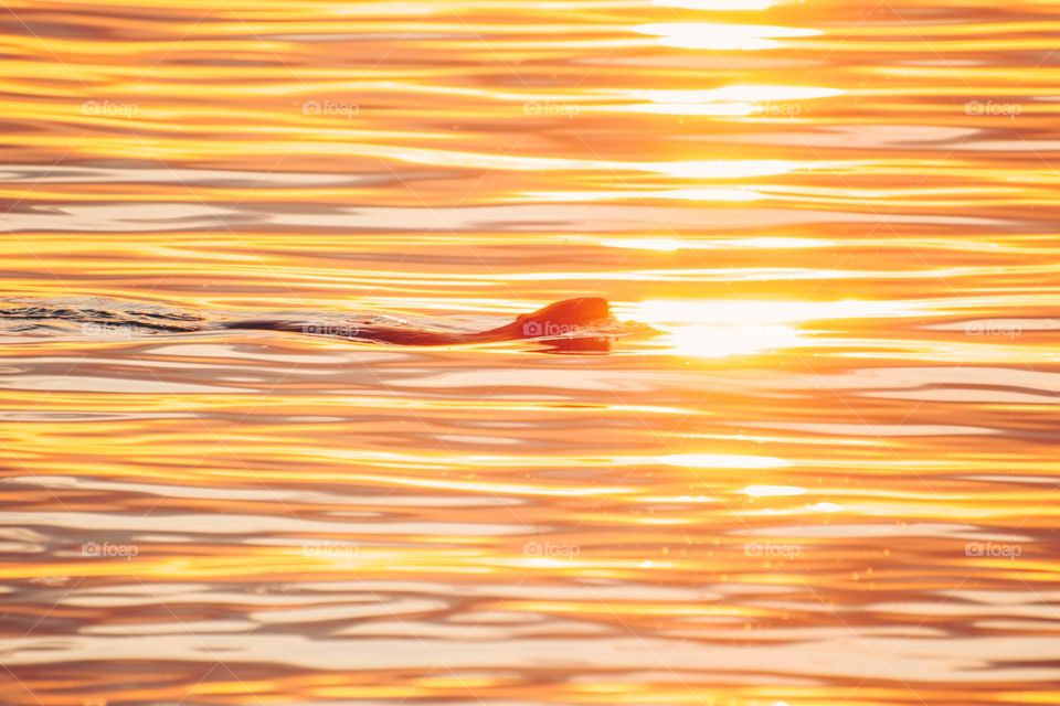 Beaver is swimming in the lake during sunrise