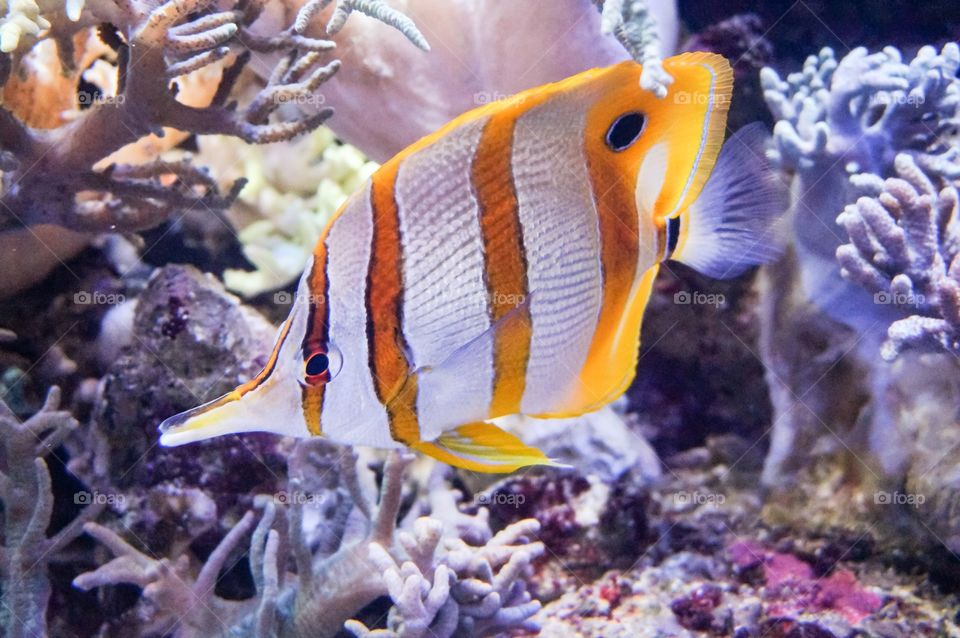 Fish in the aquarium 