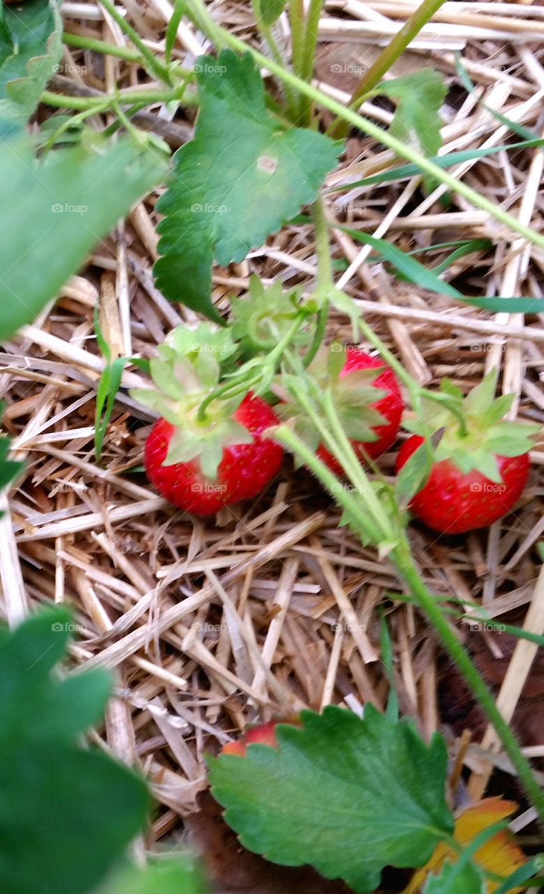 strawberries. first pick of the season