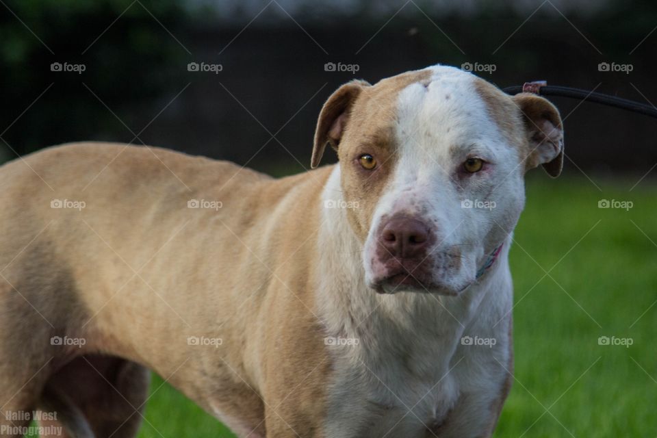 Dog, Mammal, No Person, Portrait, Animal