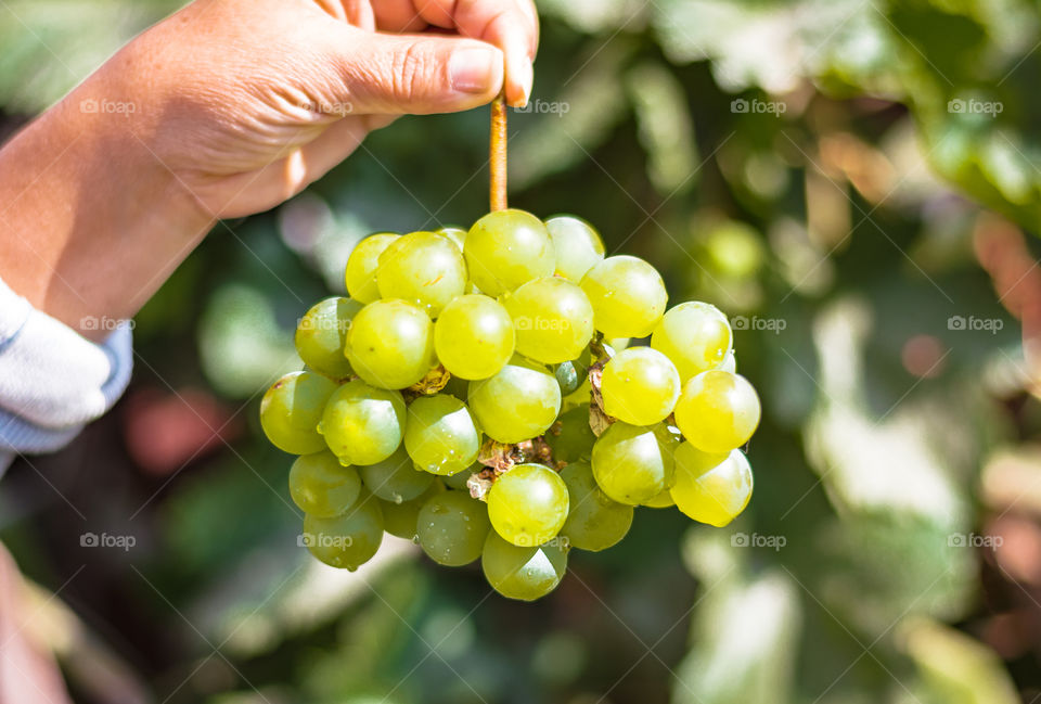 Hand holding bunch of grapes 